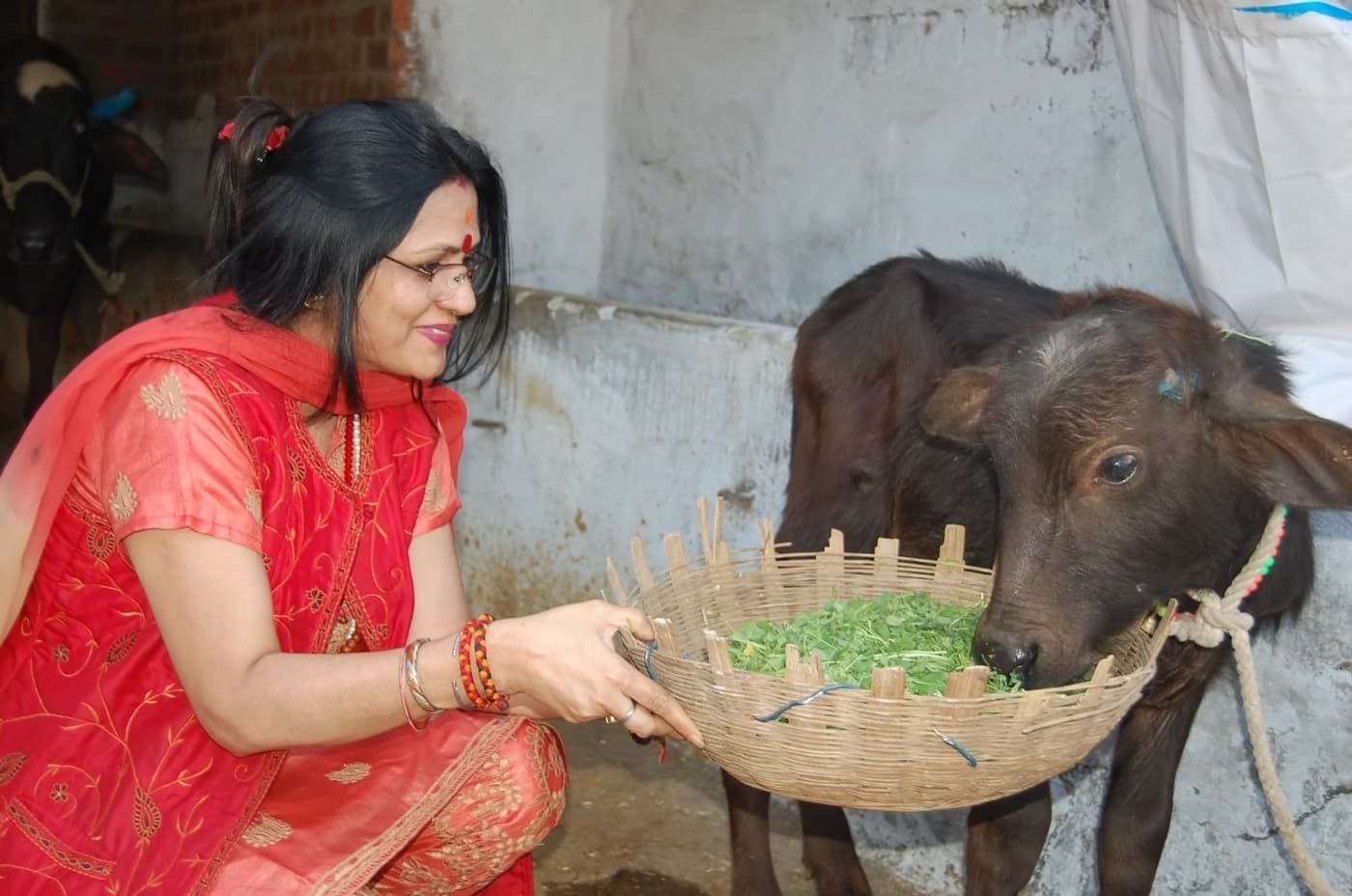 Shri Maa feeding a calf at the goshala.